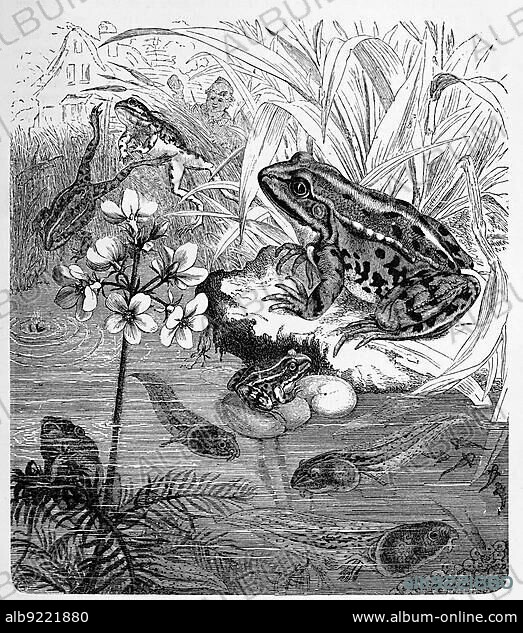 Reptiles, green frog (Pelophylax esculentus) or Rana esculenta, also called water frog, belongs to the order of frogs of the family of the true frogs, Historical, digitally restored reproduction from a 19th century original.