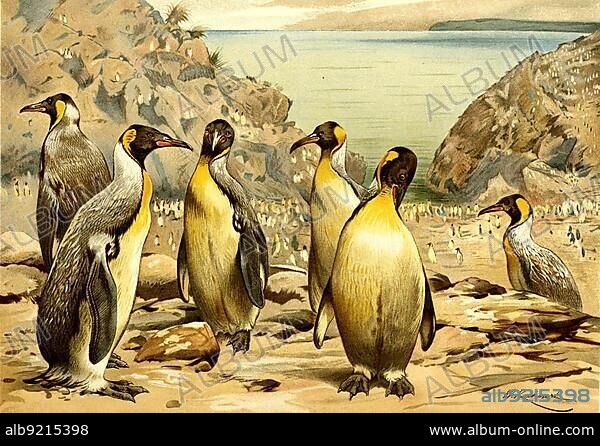 Bird, Pachydyptes ponderosus, also called New Zealand giant penguin, fossil representative of the penguins (Sphenisciformes), Historical, digitally restored reproduction from a 19th century original.
