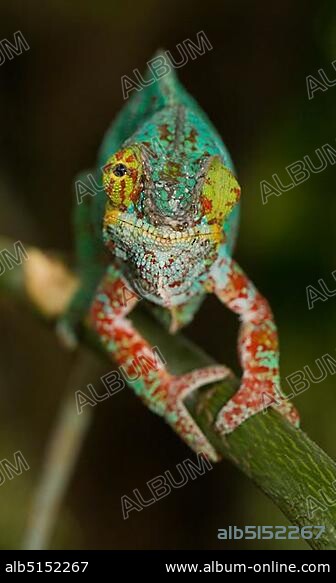 Panther chameleon (Furcifer pardalis), male, Nosy Faly, Northwest Coast, Madagascar, Africa.