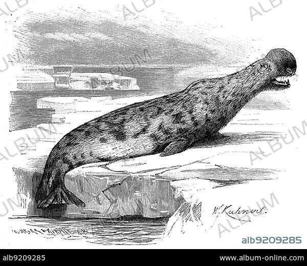 Hooded seal (Cystophora cristata), folding hooded seal or hooded seal, an Arctic seal, hooded seal, a large phocid found only in the central and western North Atlantic, Historic, digitally restored reproduction of a 19th century original, exact original date unknown.