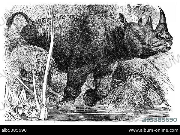 Historical graphic representation, animal drawing of a White Rhinoceros or Square-lipped rhinoceros (Ceratotherium simum), 19th century, from Meyers Konversations-Lexikon encyclopaedia, 1890.