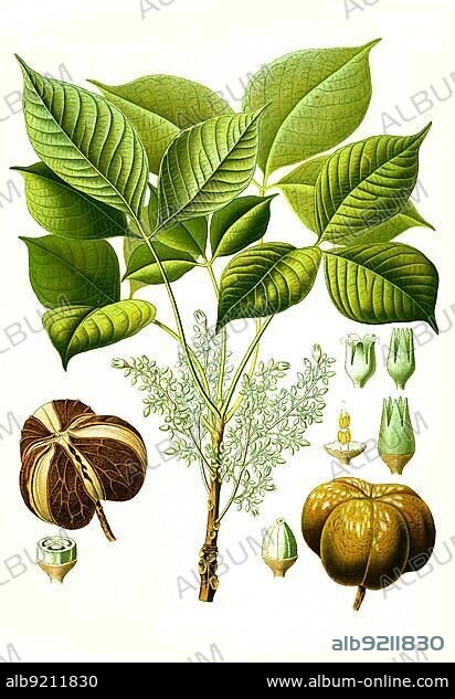 Medicinal plant, rubber tree (Hevea brasiliensis) or para-rubber tree, Historical, digitally restored reproduction from an 18th century original.