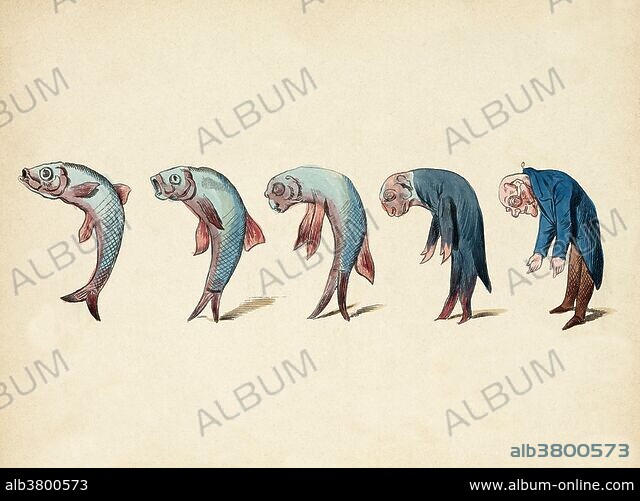 Evolution of Fish into Old Man, 1870s - Album alb3800573