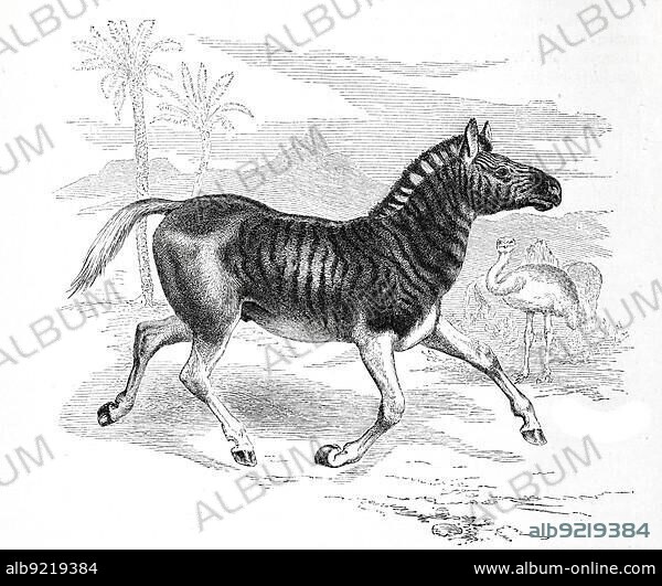 Quagga (Equus quagga quagga), is an extinct form of zebra, quagga, a subspecies of the plains zebra that was endemic to South Africa until it was hunted to extinction in the late 19th century, Historical, digitally restored reproduction from an 18th century original.