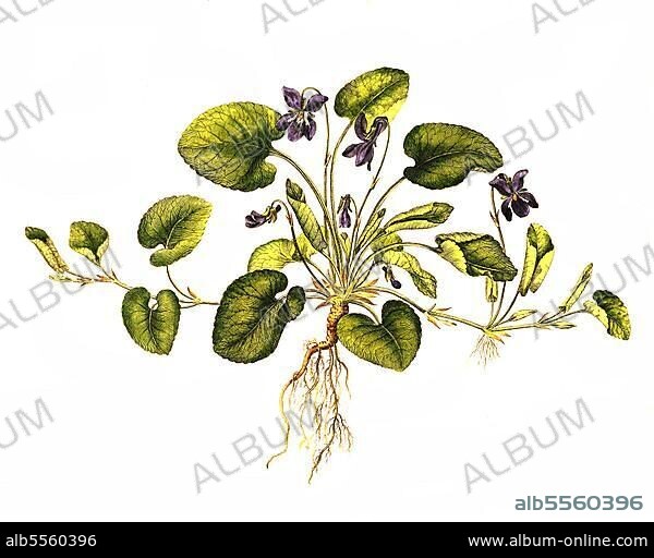 Duftveilchen, Viola odorata, auch Märzveilchen oder Wohlriechendes Veilchen, digital restaurierte Reproduktion einer Originalvorlage aus dem 19. Jahrhundert, genaues Originaldatum nicht bekannt.