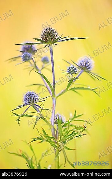 Sea holly (Eryngium maritimum), Divaca, Slovenia, Europe.