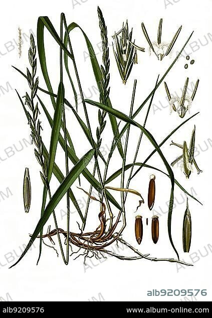 Medicinal plant, Creeping couch grass (Elymus repens), Common couch grass or simply couch grass, Historical, digitally restored reproduction from a 19th century original.