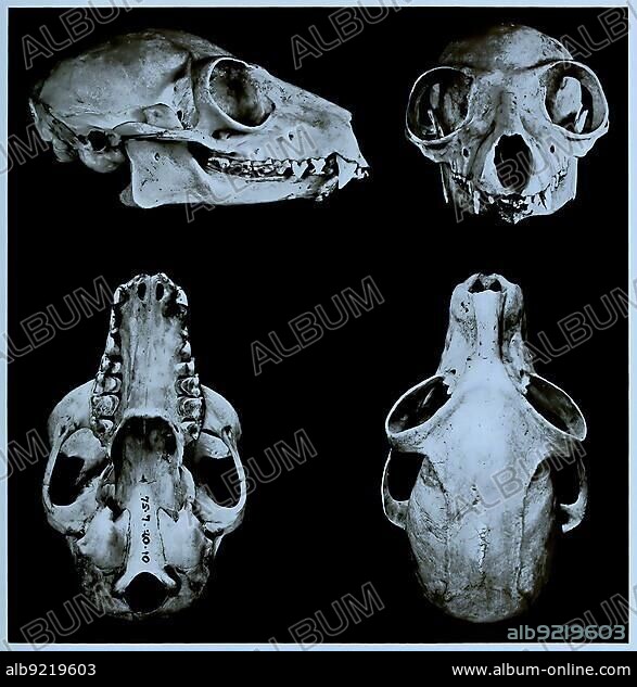 Skull bone, Research, Evolution, Research piece, ring-tailed lemur (Lemur catta), Primate species from the group of lemurs, Historical, digitally restored reproduction of an original from the 19th century, exact original date not known.