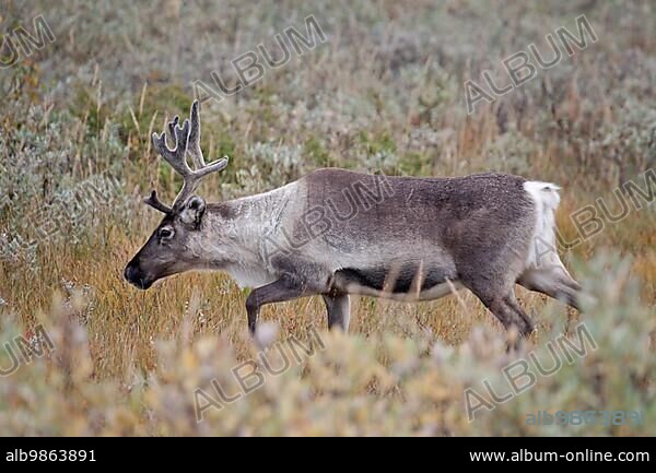 Reindeer reach an average age of 10-15 years (Photo female reindeer) (Eurasian tundra), Reindeer hunting by humans has a very long history (Photo female) (Mountain Reindeer), Rangifer tarandus (tarandus).