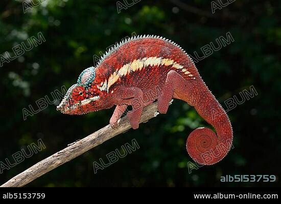 Panther Chameleon (Furcifer pardalis) in the lowland forests of Ankaramybe, Madagascar, Africa.