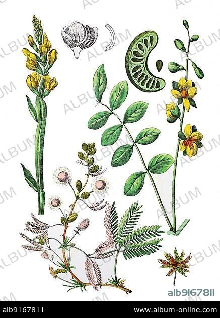 Common Winged Broom Ramsele, Genista sagittalis (top left), Senna, Cassia obtusifolia (top right), Mimosa also Shameful Sense Plant, Mimosa pudica (bottom), Historic, digitally restored reproduction of a 19th century original.