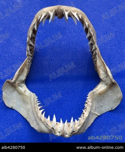 Jaw of the Isurus oxyrinchus (Shortfin Mako Shark) Isurus oxyrinchus, is a large mackerel shark. It is commonly referred to as the mako shark together with the longfin mako shark. Dated 1810.