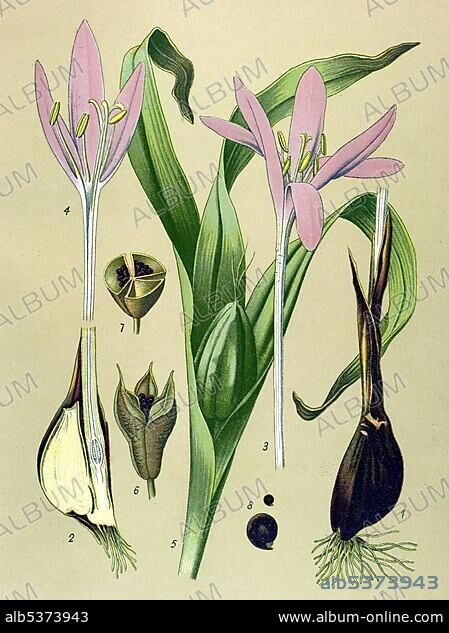 Historic illustration, Autumn Crocus (Colchicum autumnale), poisonous plant, medicinal plant.