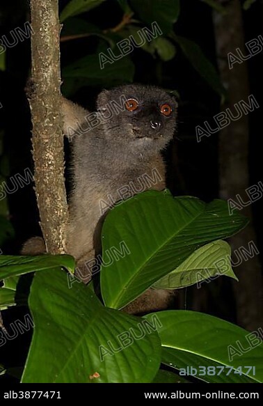 White-headed lemur (Eulemur albifrons), female in rainforest, island of Nosy Mangabe, Bay of Antongil, Northeast Madagascar, Madagascar, Africa.