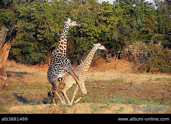 Rhodesian giraffes (Giraffa camelopardalis thornicrofti), mating, South Luangwa National Park, Zambia, Africa.