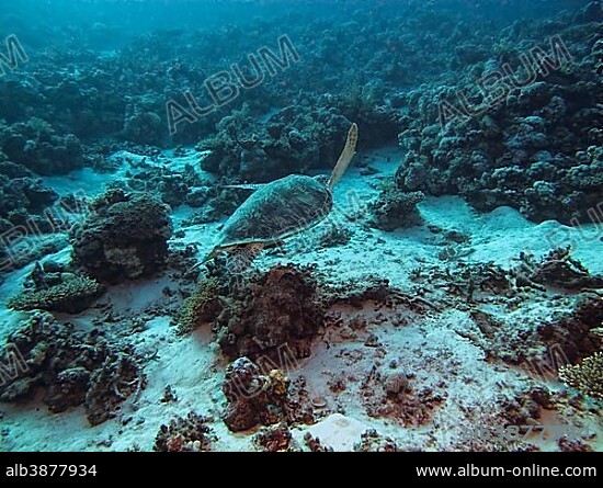 Green Sea Turtle (Chelonia mydas), Mangrove Bay, Red Sea, Egypt, Africa.