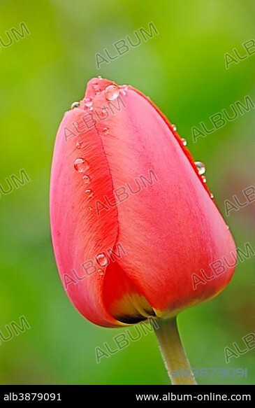 Tulip (Tulipa sp.), flower with waterdrops.
