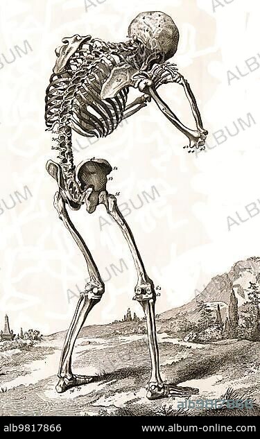 A human skeleton; seen from behind; bent forward; hands clasped at the skull; after Vesalius; Historical; digitally restored reproduction from a 19th century original.
