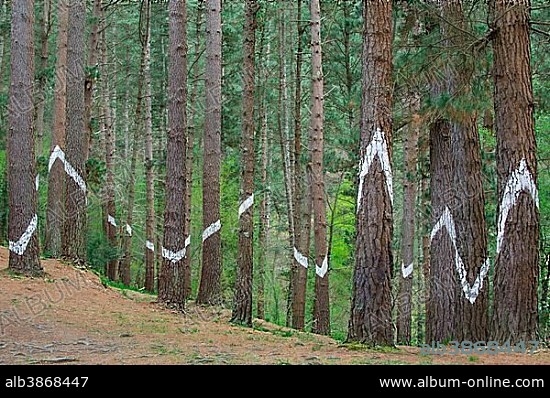 Painted tree trunks, painted wood, El Bosque animado de Oma, artist Agustín Ibarrola, Oma forest, Basque Country, Spain, Europe.