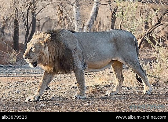 Asiatic lion (Panthera leo persica) walking through dry forest, Gir Forest National Park, Gujarat, India, Asia.