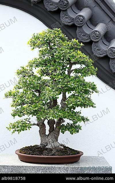 Nature; bonsai plant; Botanical Garden; Montreal; Province of Quebec; Canada; North America.