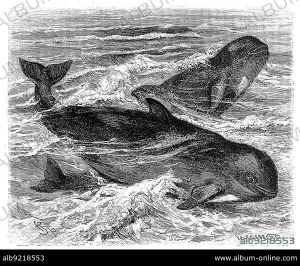 Long-finned pilot whale (Globicephala melas), pilot whale or Calderon's dolphin, a species of dolphin, Historical, digitally restored reproduction from an 18th century original.