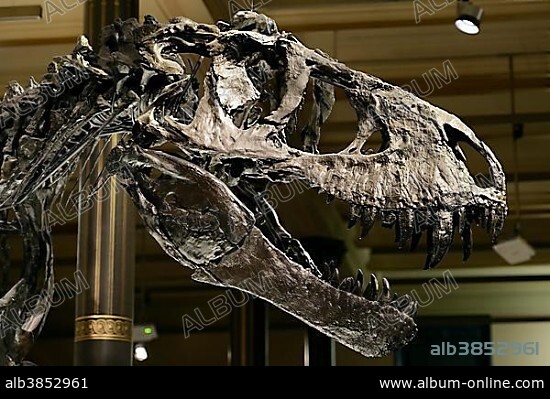 Skull of the until now best preserved skeleton of Tyrannosaurus rex or T. rex, Tristan Otto, Naturkundemuseum, Natural history museum, Berlin, Germany, Europe.