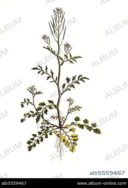 Behaartes Schaumkraut (Cardamine) hirsuta, auch Ruderal-Schaumkraut, Gartenschaumkraut, Viermänniges Schaumkraut oder Vielstängel-Schaumkraut, digital restaurierte Reproduktion einer Originalvorlage aus dem 19. Jahrhundert, genaues Originaldatum nicht bekannt.