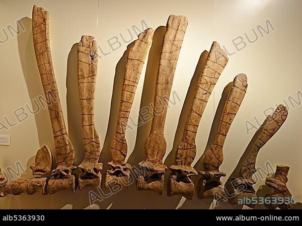 Spine and back bones of a Spinosaurus egyptiacus, Museum für Naturkunde, Berlin, Germany, Europe.