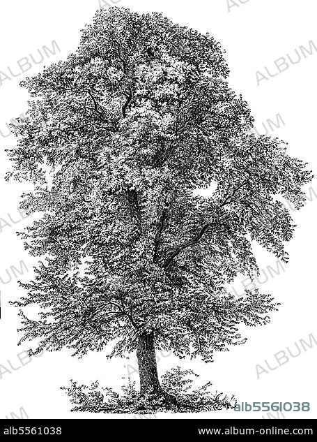 die Bergulme (Ulmus glabra), Schottische Ulme oder Schottische Ulme, digital restaurierte Reproduktion einer Originalvorlage aus dem 19. Jahrhundert.