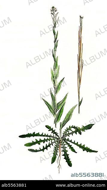 Turmkraut, auch Turmkresse oder Kahle Gänsekresse (Turritis glabra) (Arabis) glabra, digital restaurierte Reproduktion einer Originalvorlage aus dem 19. Jahrhundert, genaues Originaldatum nicht bekannt.