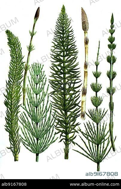 Various horsetails, various horsetails, snake grass, puzzlegrass (Equisetum), digitally retouched illustration from Phytanthoza iconographica by Johann Wilhelm Weinmann, painter Bartholomäus Seutter and engravers Johann Jakob Haid and Johann Elias Ridinger, 1740.