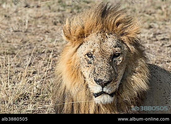 Lion (Panthera leo), male, with many flies, fly plague, Maasai Mara, Kenya, Africa.
