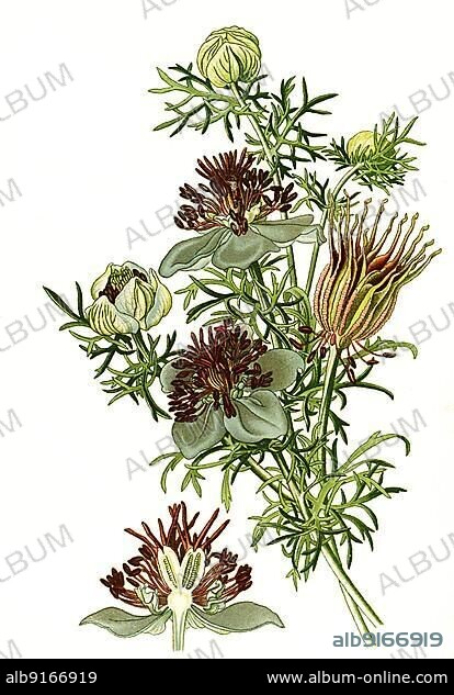 Nigella hispanica, Spanish Fennel Flower, nigella, devil-in-a-bush or love-in-a-mist. Black cumin, digitally restored reproduction of an original from the 19th century, exact original date not known.