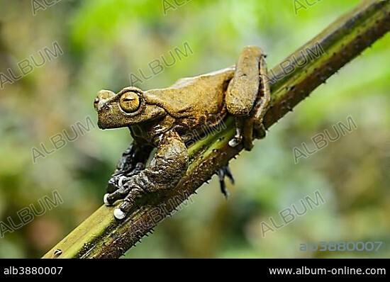 Endemic neotropical frog Tapichalaca Torrenteer (Hyloscirtus Tapichalaca), Tree Frog Family (Hylidae), Tapichalaca nature reserve, Andean cloud forest, Ecuador, South America.