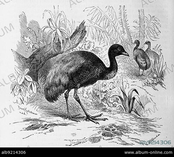 Bird, Ugami, grey-winged trumpeter (Psophia crepitans), a 46 to 53 centimetre representative of the trumpeter family, Historical, digitally restored reproduction from an 18th century original.