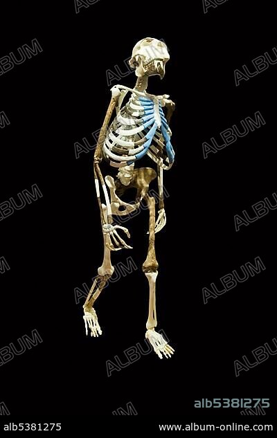 Replica of the skeleton of the Australopithecus afarensis Lucy also known as Dinknesh, Wonderful, Addis Ababa National Museum, Ethiopia, Africa.