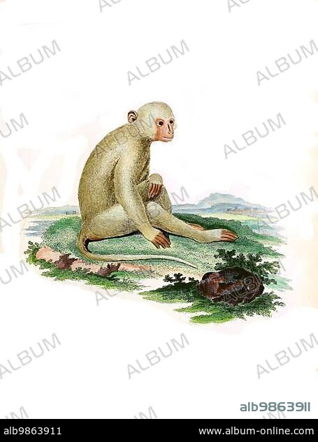 Mammals, sooty mangabey (Cercocebus atys), a primate species of the guenon family, Simia atys, Atys, Historic, digitally restored reproduction of an original from 1860.