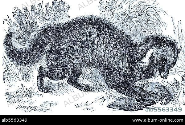 Afrikanische Zibetkatze (Civettictis civetta), Historisch, digital restaurierte Reproduktion einer Originalvorlage aus dem 19. Jahrhundert, genaues Originaldatum nicht bekannt.