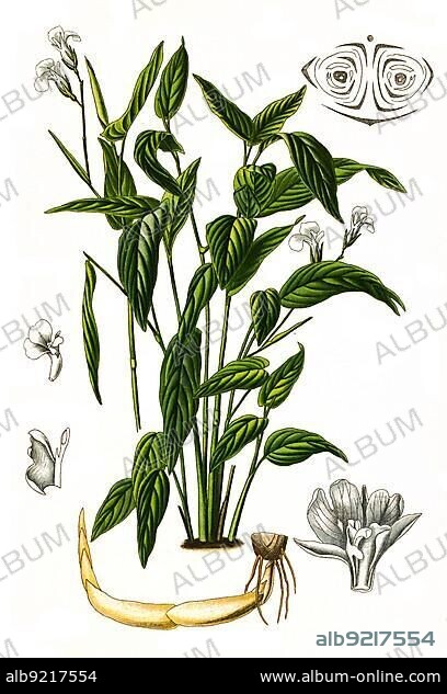 Maranta arundinacea is a useful plant. It is used to produce the so-called arrowroot flour, Arrowroot, Historical, digitally restored reproduction from an 18th century original.