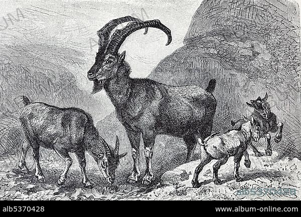Bezoar Goat or Wild Goat (Capra aegagrus), historical book illustration from the 19th Century, steel engraving, Brockhaus Konversationslexikon, an encyclopaedia from 1908.