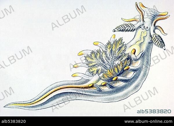 Historical illustration, Nudibranchia, Nudibranch, Sea Slug, Aeolis, Ancula cristata, Doridoidea, Plate 43 from Ernst Haeckel's Kunstformen der Natur, Art Forms of Nature.
