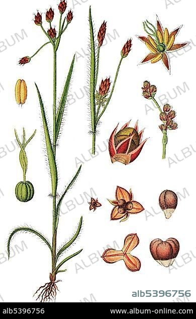 Field Wood-rush, Good Friday Grass (Luzula campestris), medicinal plant, useful plant, chromolithograph, 1876.