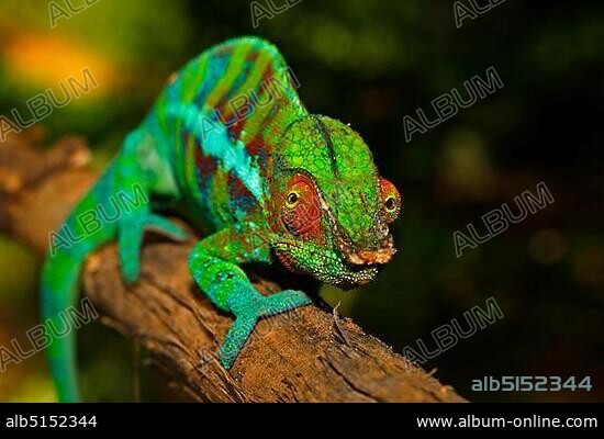 Panther Chameleon (Furcifer pardalis), Ankify colour variation, Madagascar, Africa, Indian Ocean, Africa.