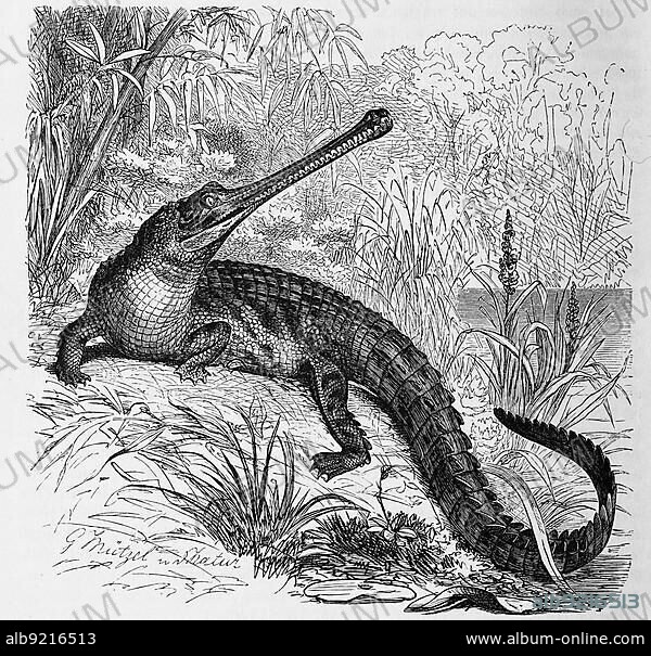 Reptiles, Ganges gavial, also gharial (Gavialis gangeticus) or true gharial, is the only living recent representative of the genus Gavialis within the crocodiles, Historical, digitally restored reproduction from a 19th century original.