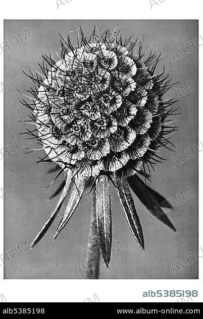 Historical photograph, Pincushion flower (Scabiosa columbaria), Karl Blossfeldt, Urformen der Kunst, The original art.
