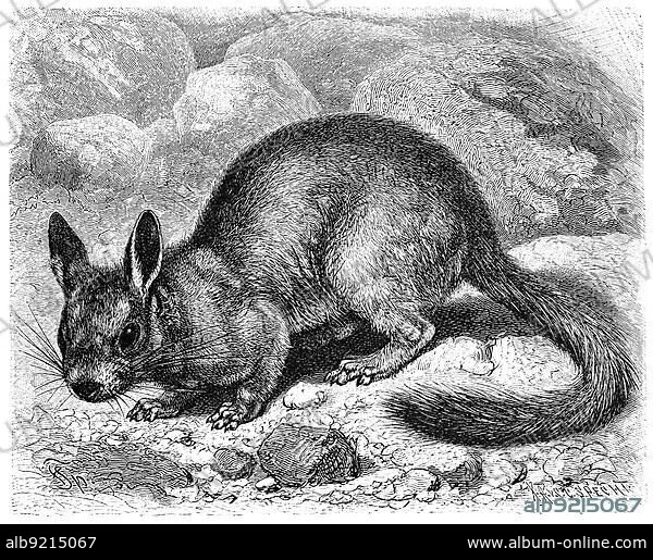 Rabbit mice or mountain viscachas (Lagidium) are a genus of rodents in the chinchilla family, Historic, digitally restored reproduction of a 19th century original, exact original date unknown.