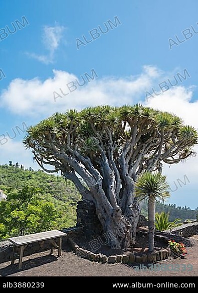 Canary Islands Dragon Tree (Dracaena draco), La Palma, Canary Islands, Spain, Europe.