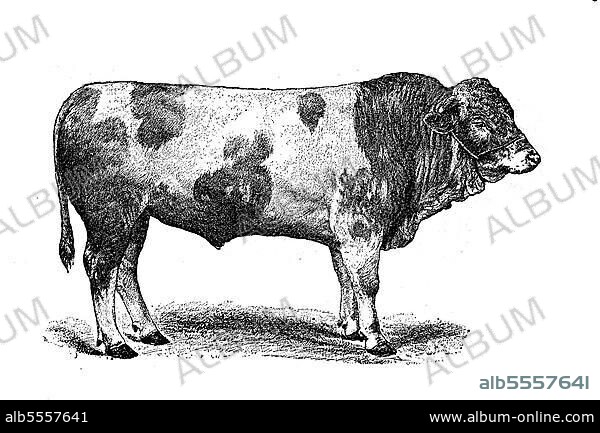 Rinderrasse Schweizer Fleckvieh, Simmentaler oder Simmentaler Fleckvieh, Schweiz, digital restaurierte Reproduktion einer Originalvorlage aus dem 19. Jahrhundert.