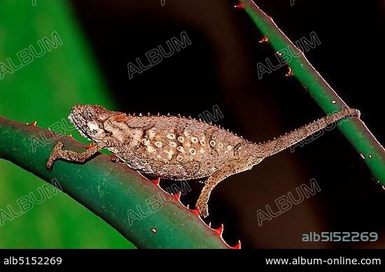 Southern Dwarf Chameleon (Bradypodion ventrale), Otter trail, Tsitsikamma National Park, South Africa, Africa.